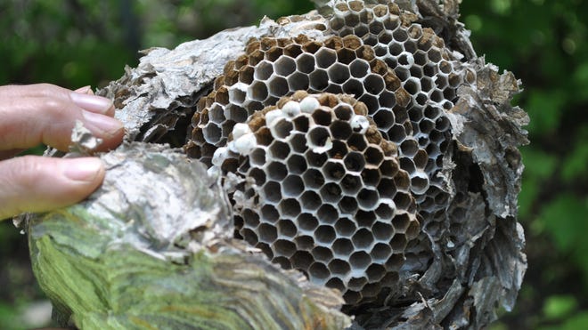 Queen combs with hexagon cells, and above them a worker comb containing smaller hexagon cells.
