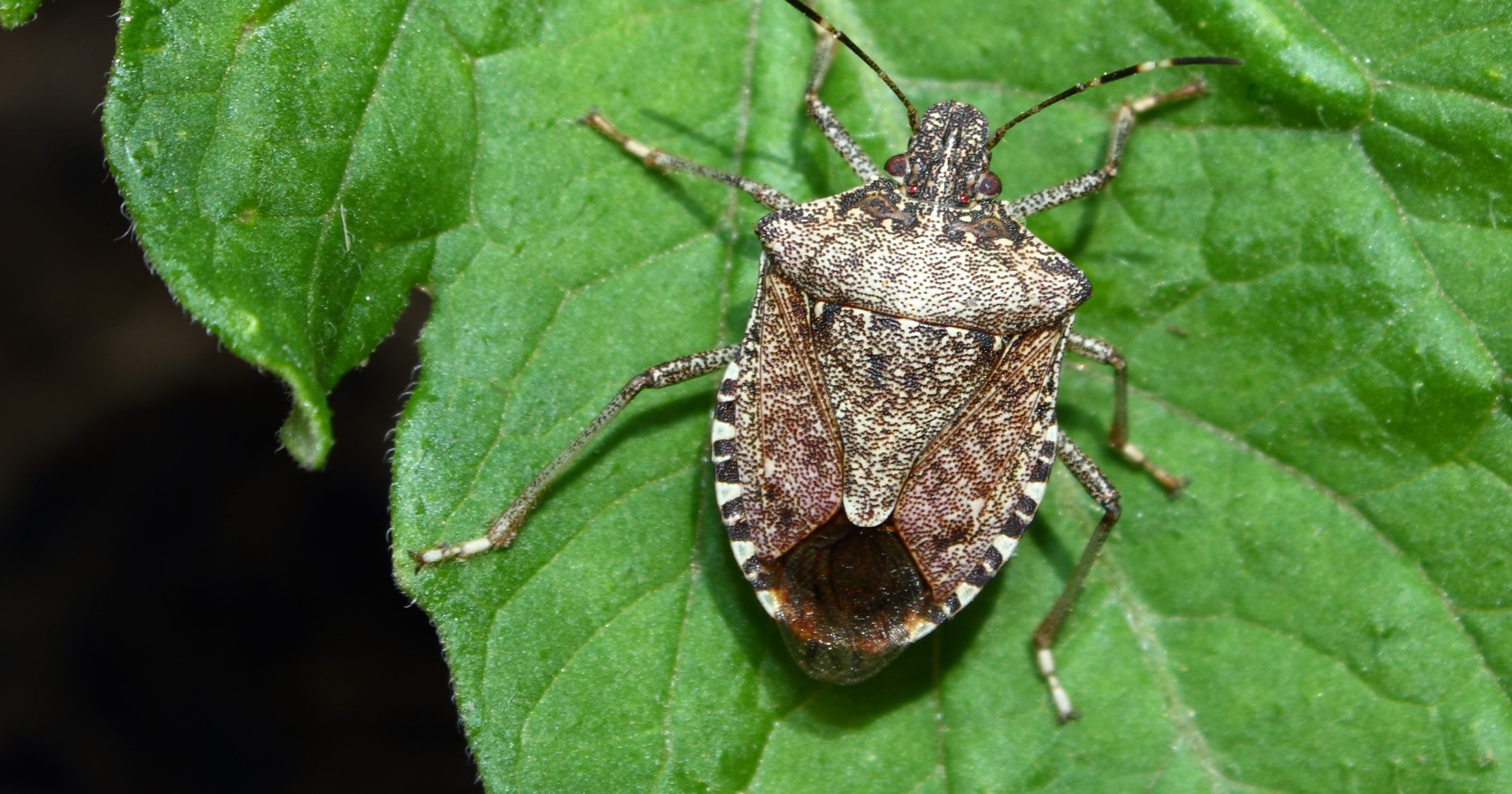stink-bugs-are-back-how-to-get-rid-of-them-what-you-need-to-know