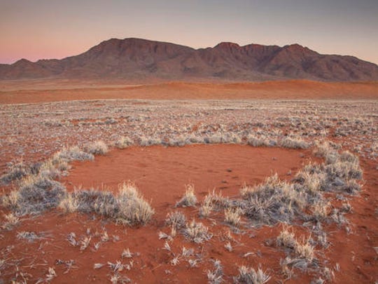 Desert termites — not like their cousins — are helpful bugs