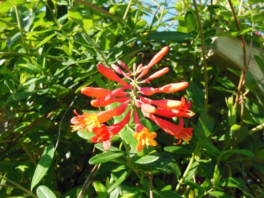 Attract Hummingbirds To Your Yard
