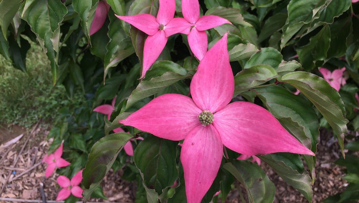 are pink dogwoods native