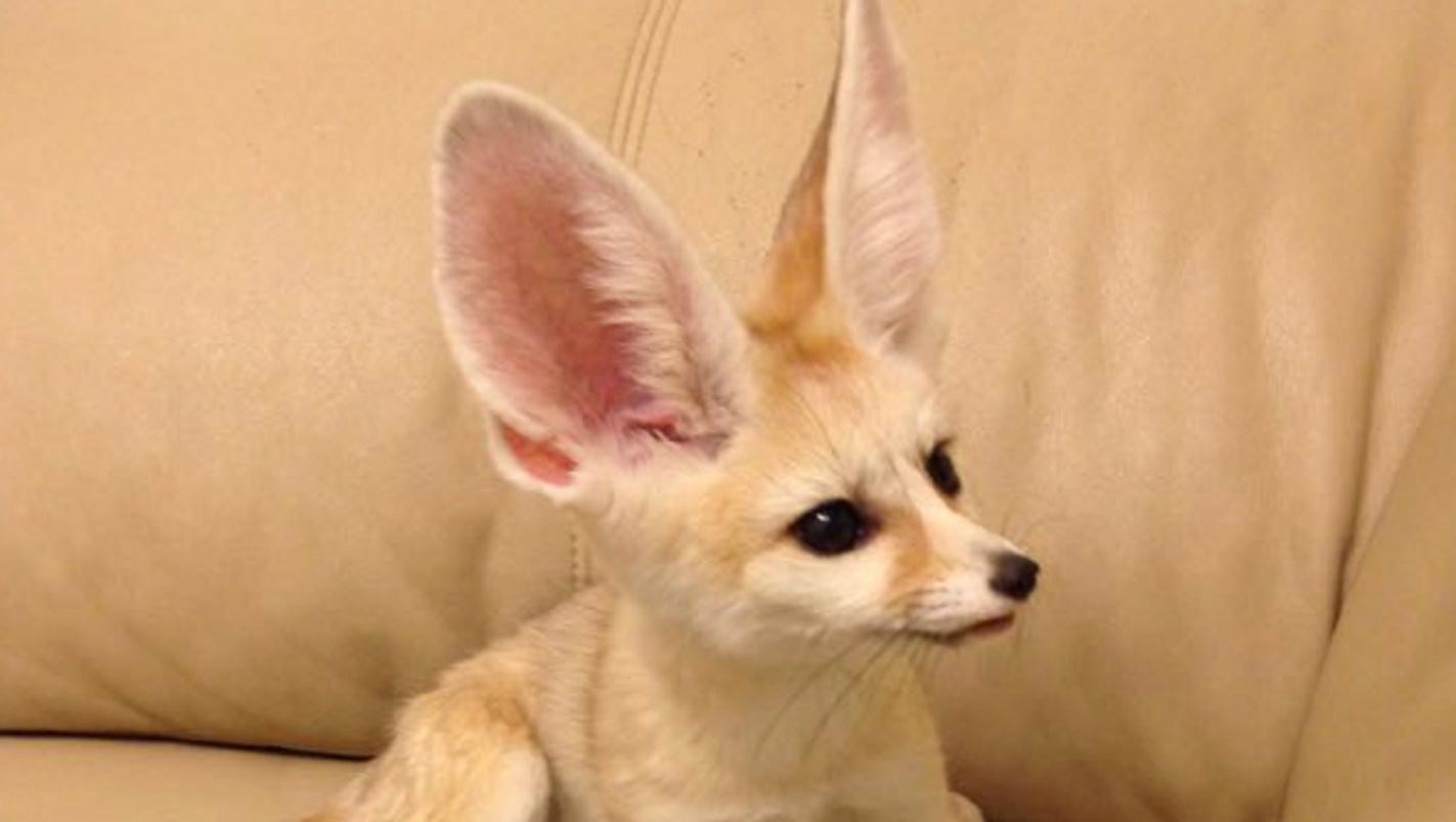 Pet fennec fox escapes