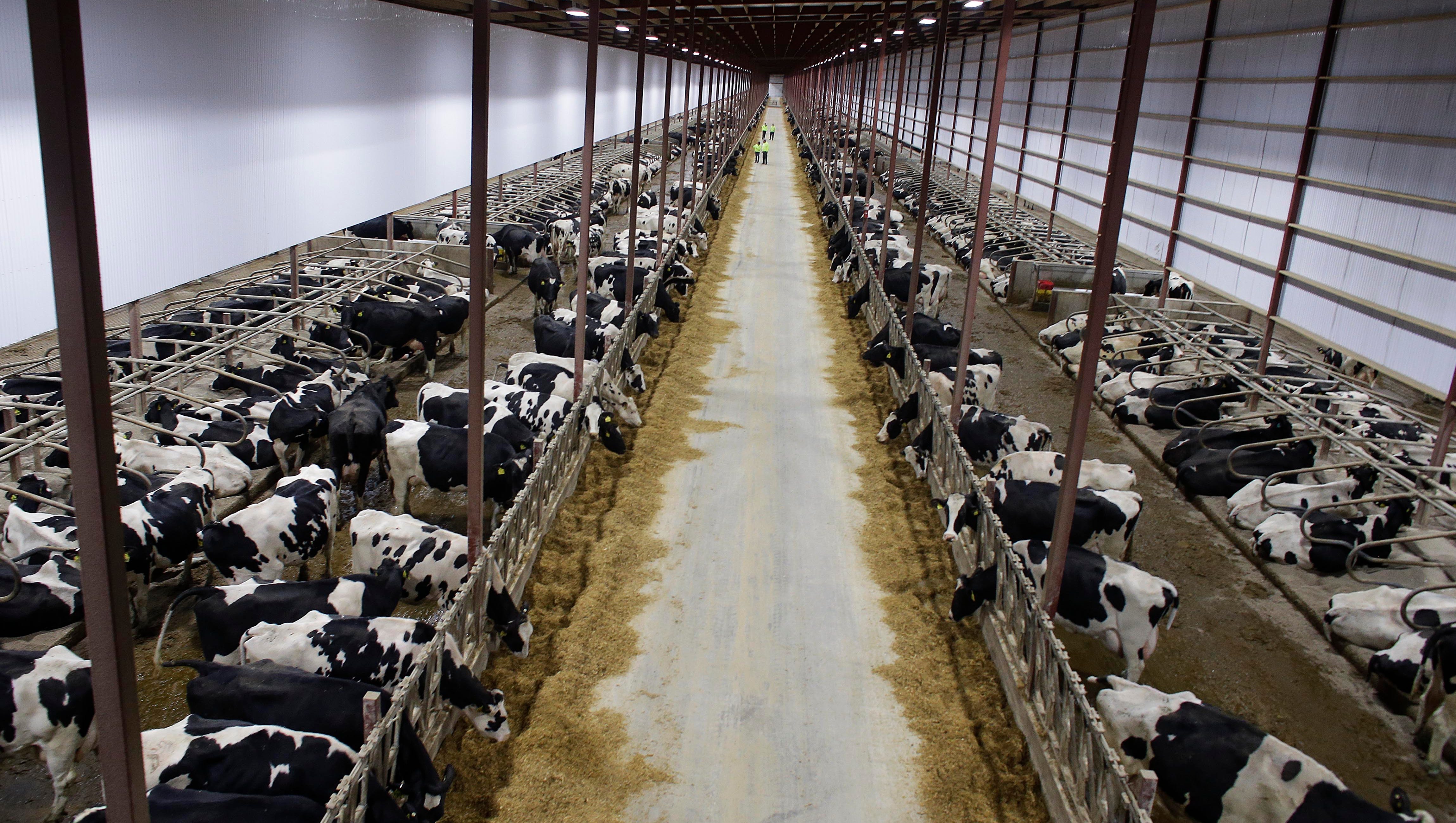 Massive dairy farms and locals debate Can manure from so many cattle