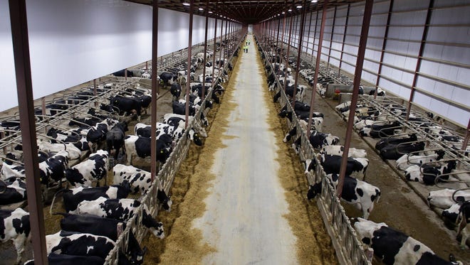 The Kinnard diary farm operates efficiently, staging cows in long barns with a sand mixture for comfort and stability.
