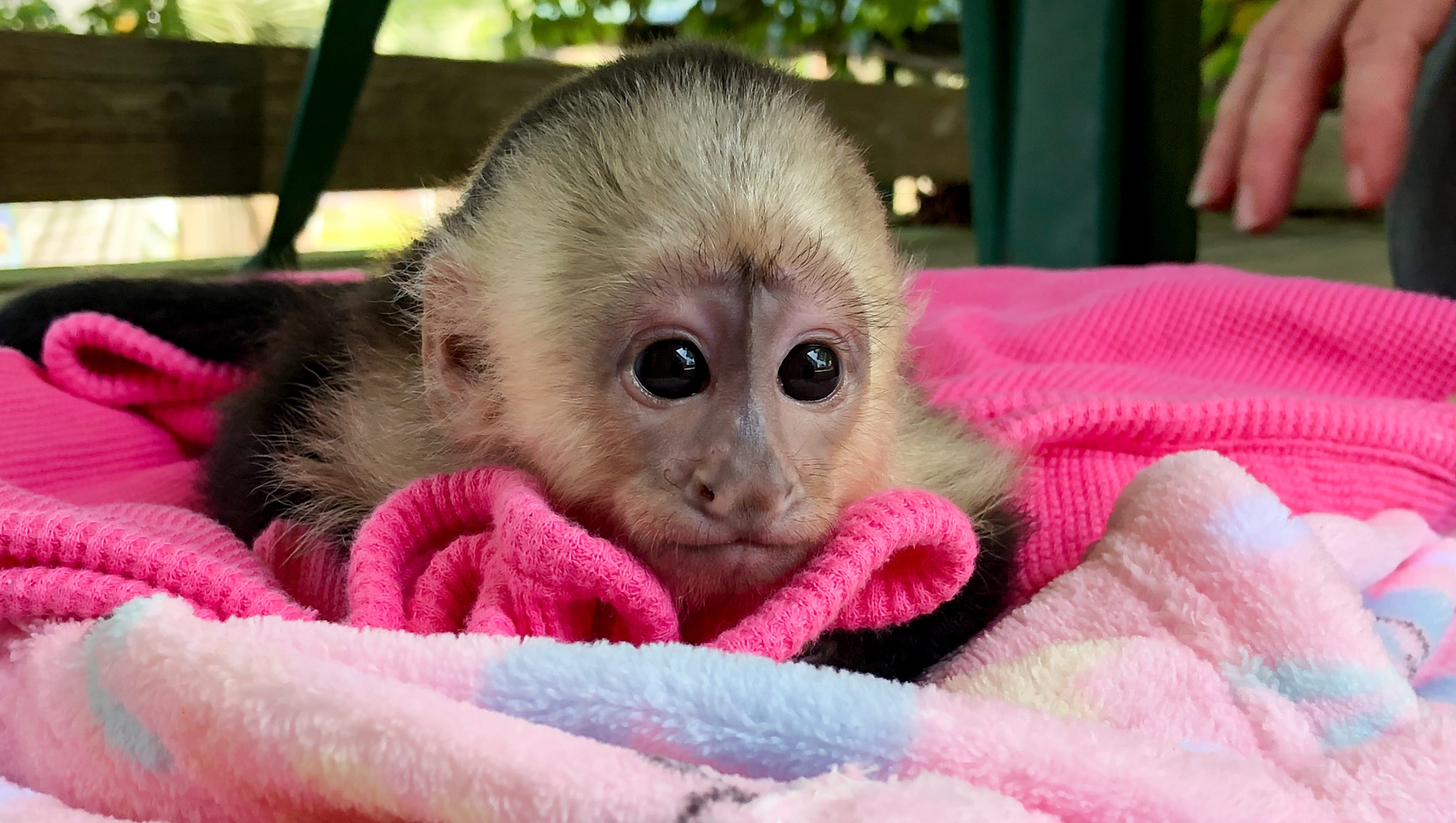 Which Of These Animals Is Not Born In Spring Baby zoo animals born since February 2018