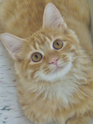 Gouda is a 4-month-old, medium-haired orange boy who has gorgeous fur and eyes. He can be a little shy at first and car rides tend to freak him out a bit, but once he gets to know you, boy does he ever warm up!