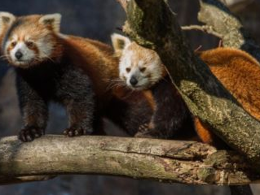 Asheville Red Pandas Bamboo Eating Animals Coming To Nature