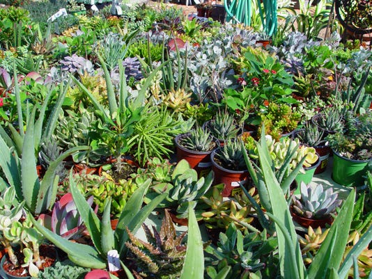 How To Move Care For Indoor Succulents In Winter