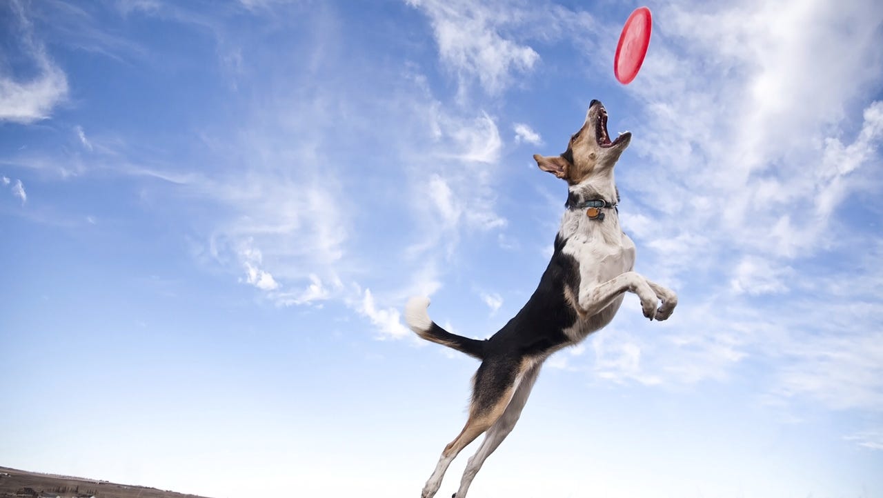 Top tips for traveling with your dog