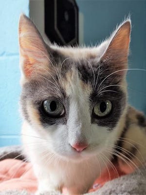 October is a 2-year-old female calico.