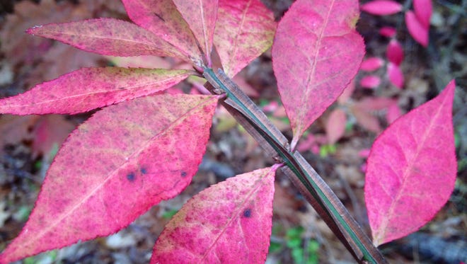 Popular for decades as a landscape shrub, burning bush is now regulated as an invasive species in Wisconsin.