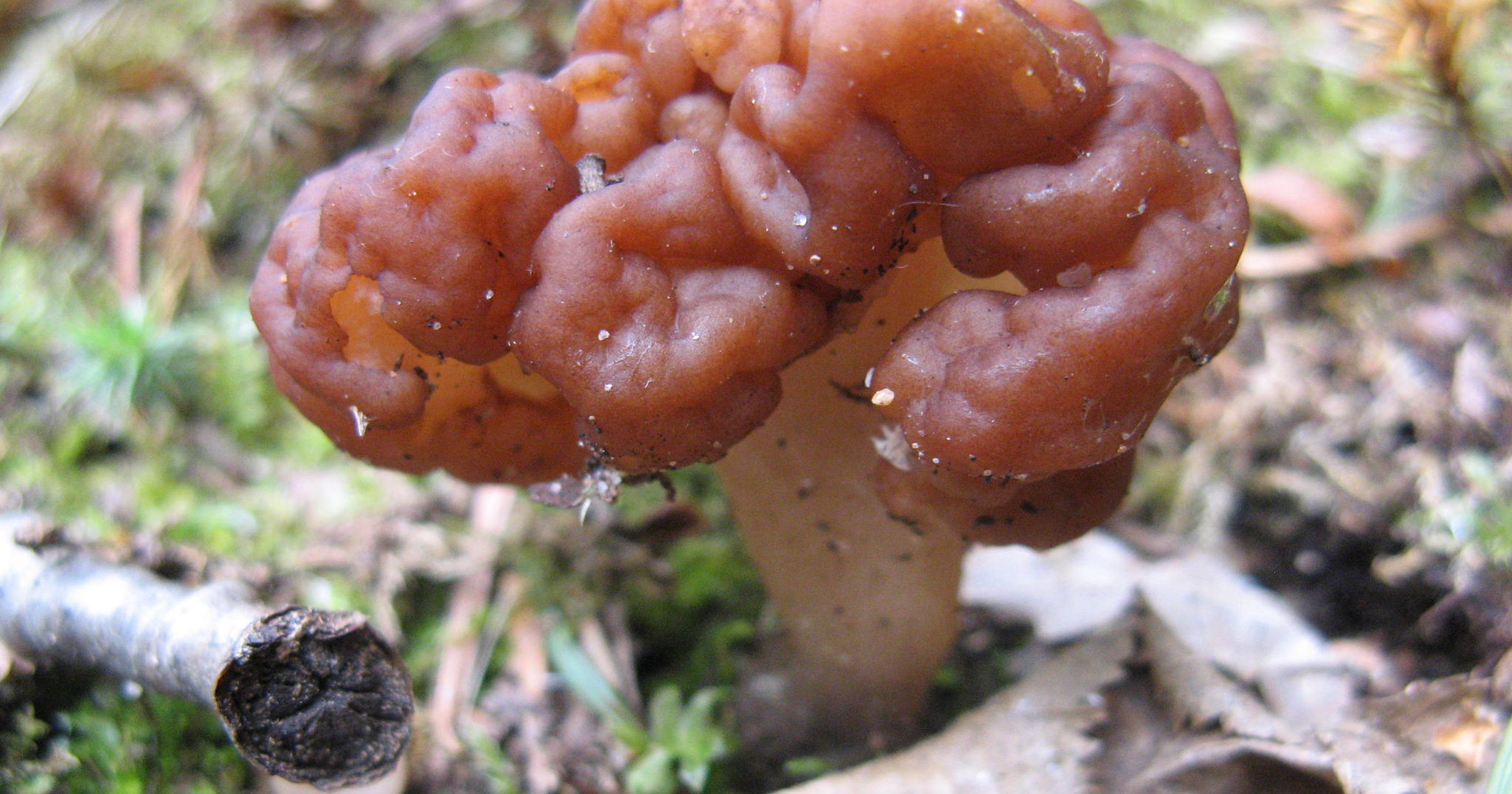 Stone Beware the false morels