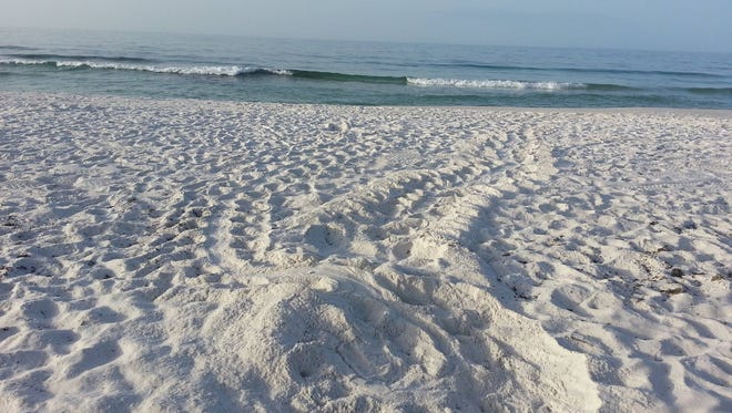 Turtle tracks are seen on Pensacola Beach. The first sea turtle nest of the season was found at Gulf Island National Seashore.