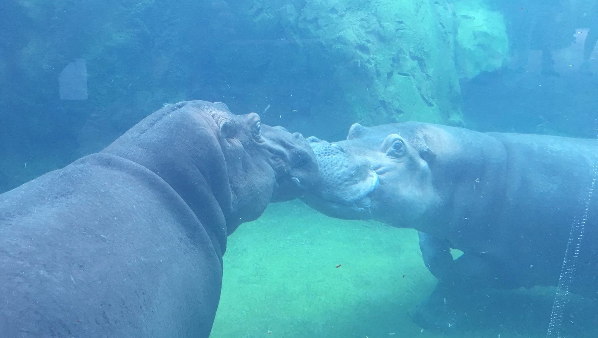 Cincinnati Zoo Opens New 7 5 Million Hippo Exhibit