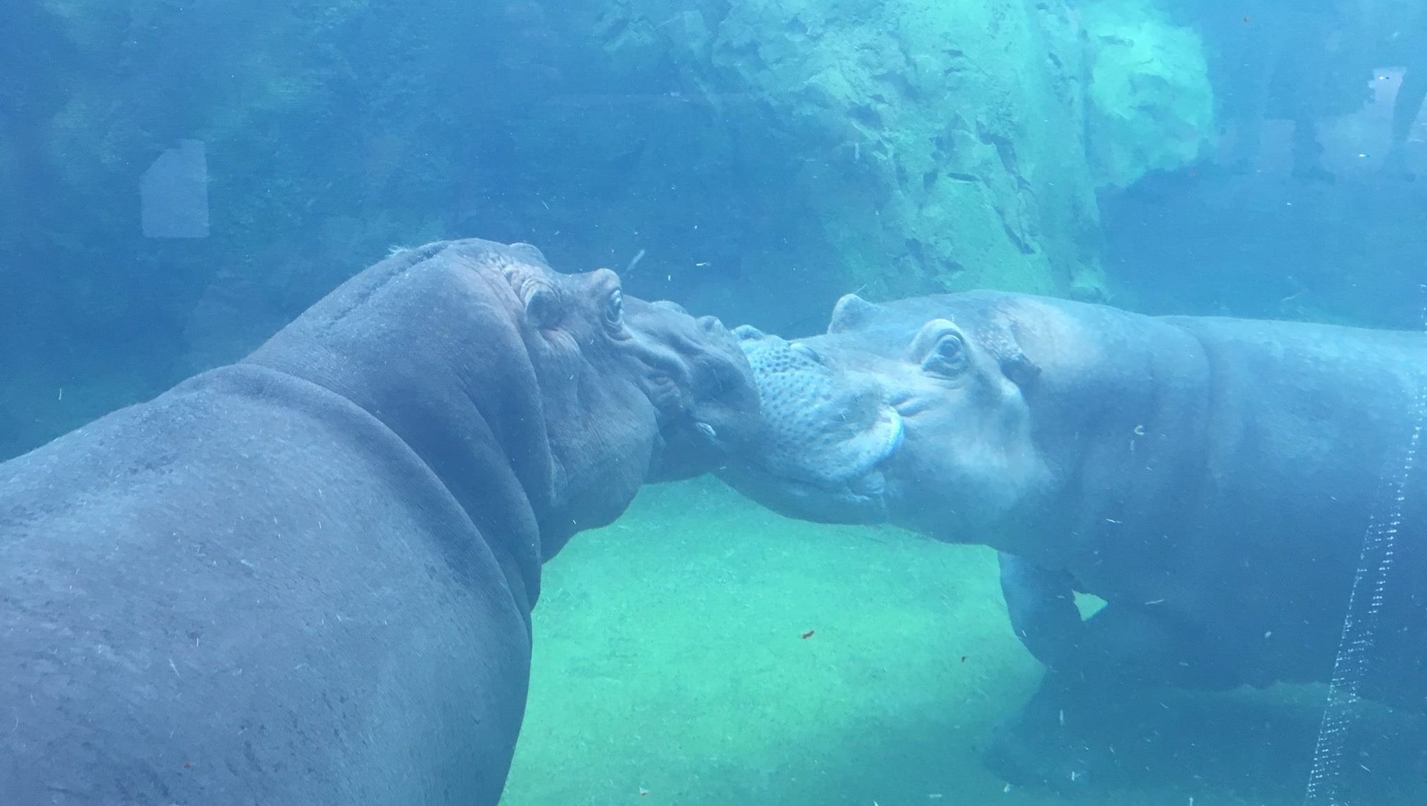 cincinnati zoo hippo barn tour