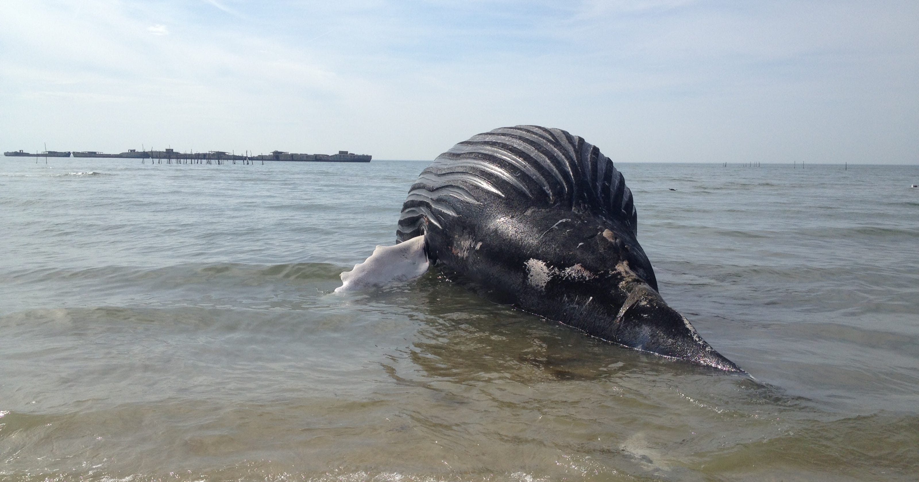 Second Dead Whale In A Week Washes Up On Va Beach