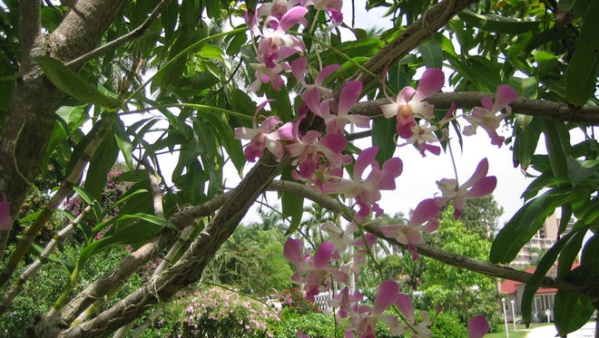 Orchid fertilizer can help keep a dendrobium orchid blooming.