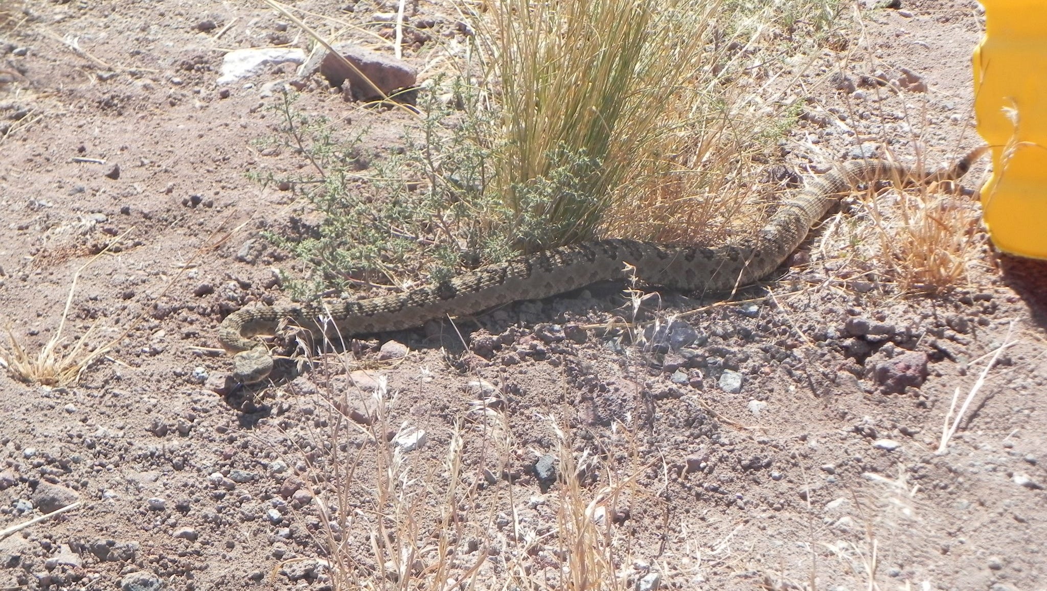 Nevada's deadliest animals will surprise you Nevada's deadliest animals will surprise you