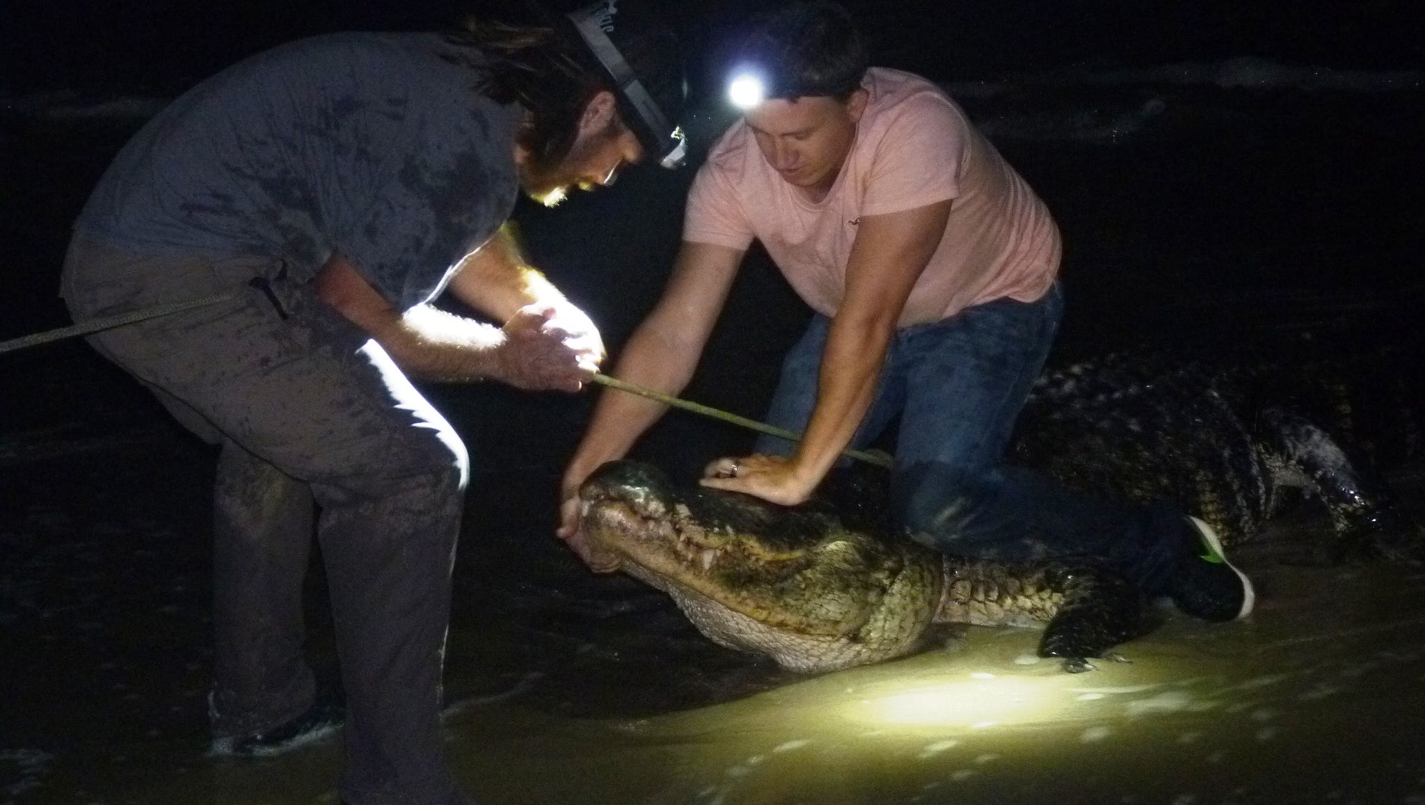 12foot alligator captured on Indian River County beach at night