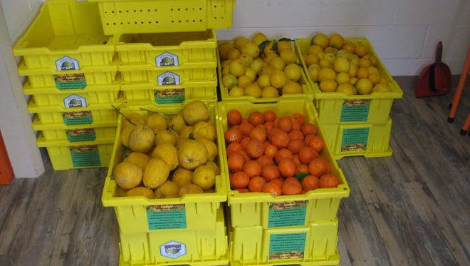 Fruit harvested from local trees for the Fruit and Nut Exchange.