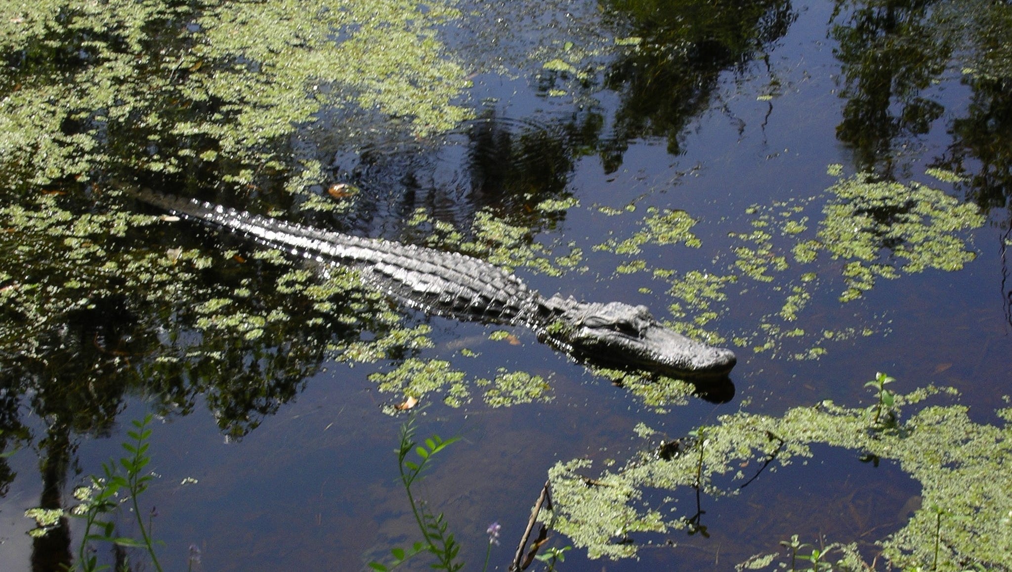 Alligators in Florida found eating body, witnesses say