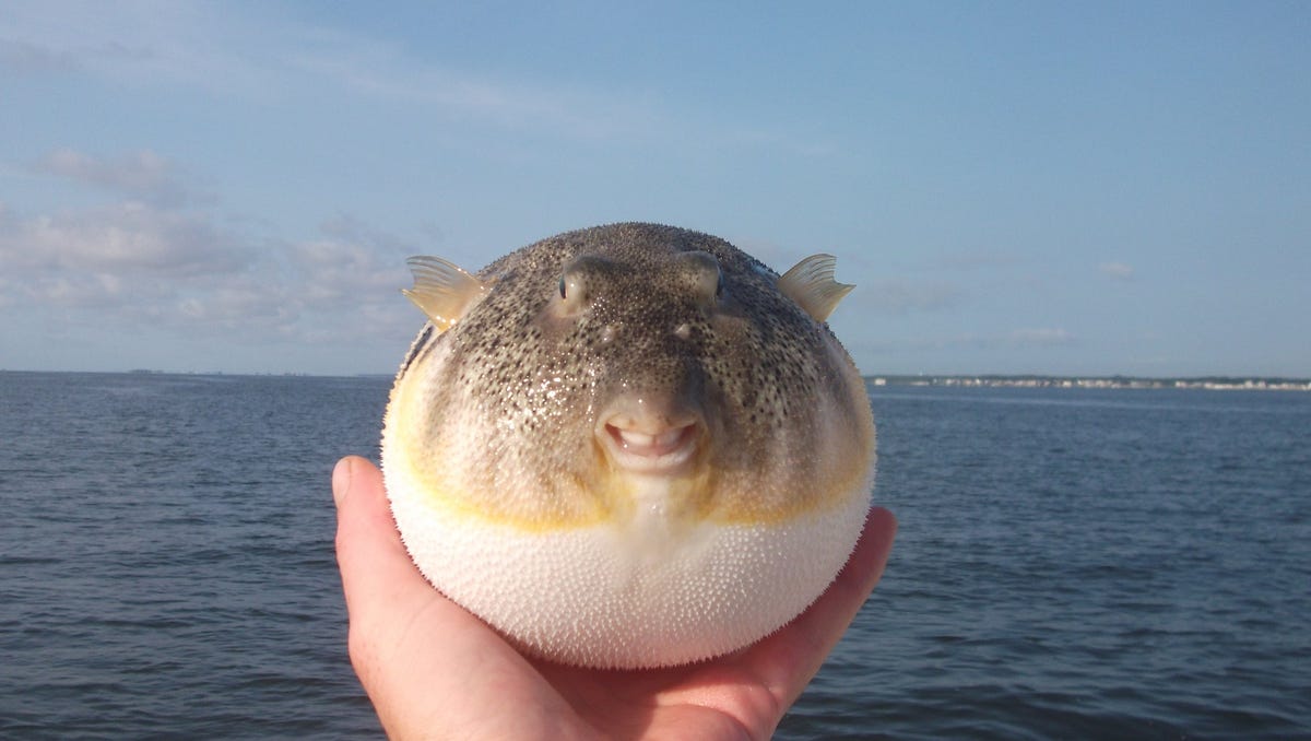 NJ fishing Here are 100 fish of the Jersey Shore