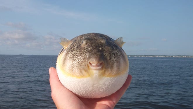 Sorpresas de caza con stargazer, caballa española Sorpresas de caza con stargazer, caballa española