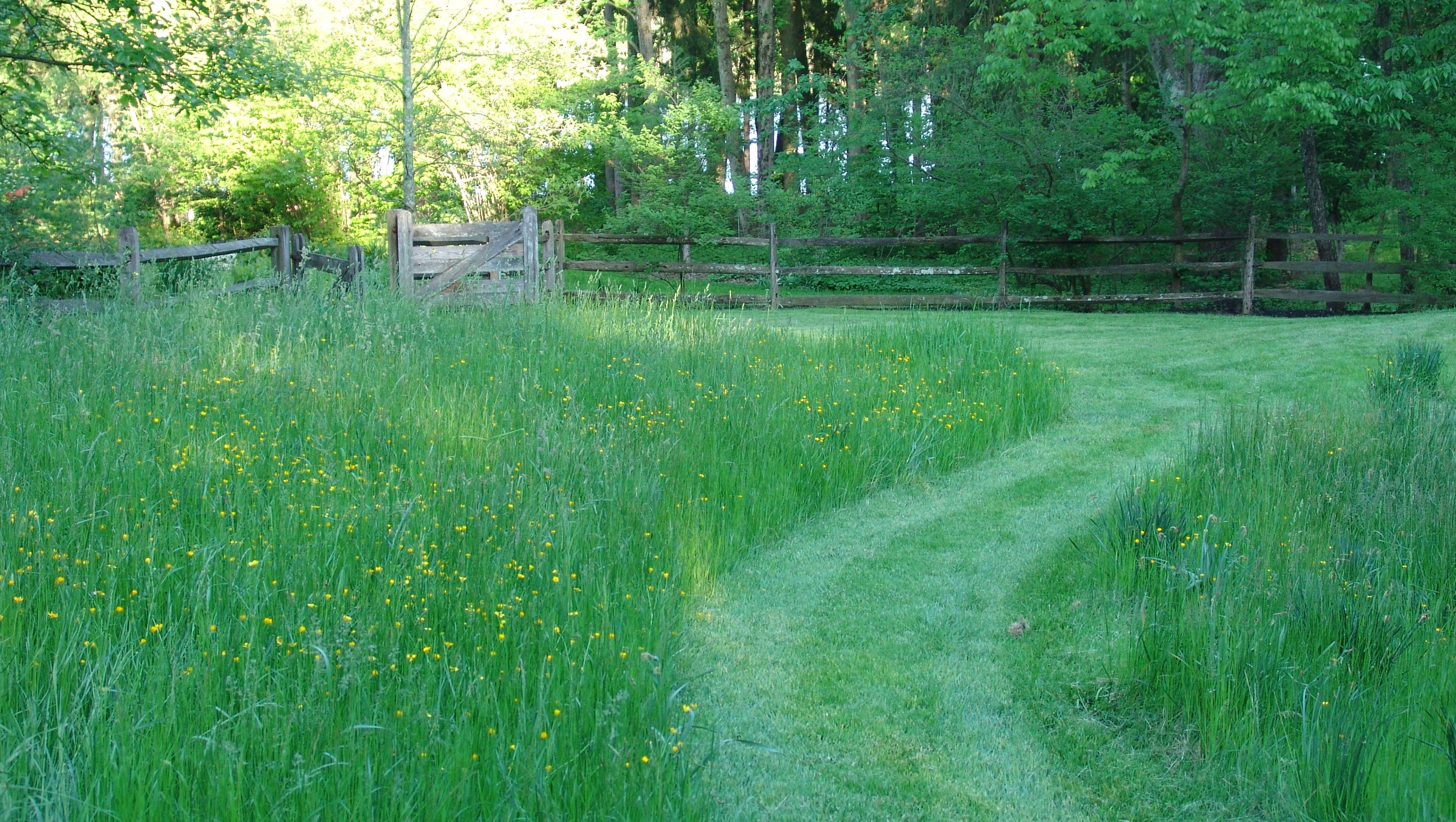 Maybe it's time for you to turn lawn into meadow