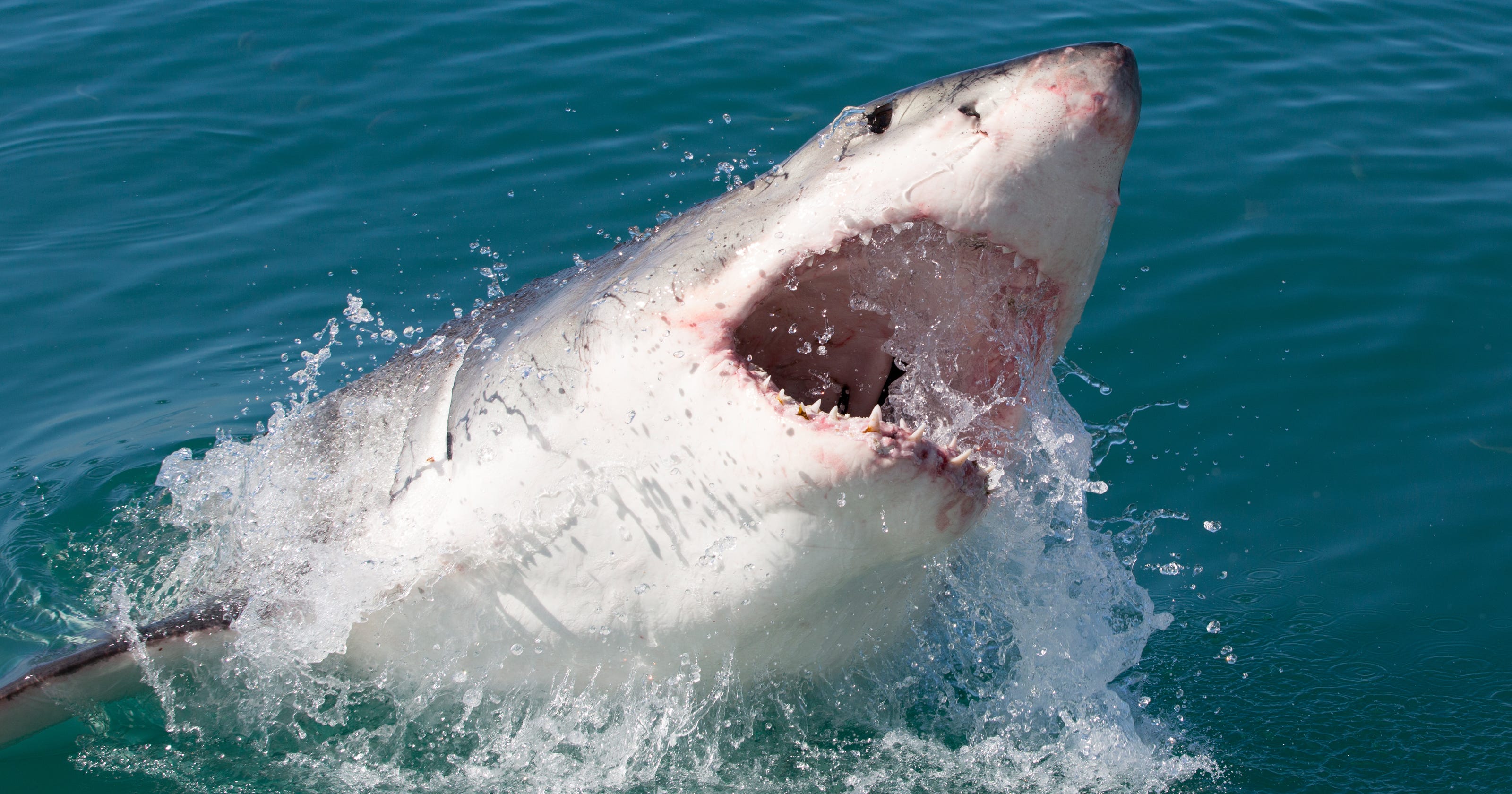 Size Matters Larger Sea Animals At Higher Extinction Risk