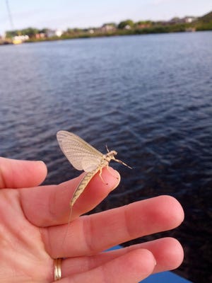 A Milwaukee researcher is trying to re-establish mayflies in the bay of Green Bay.