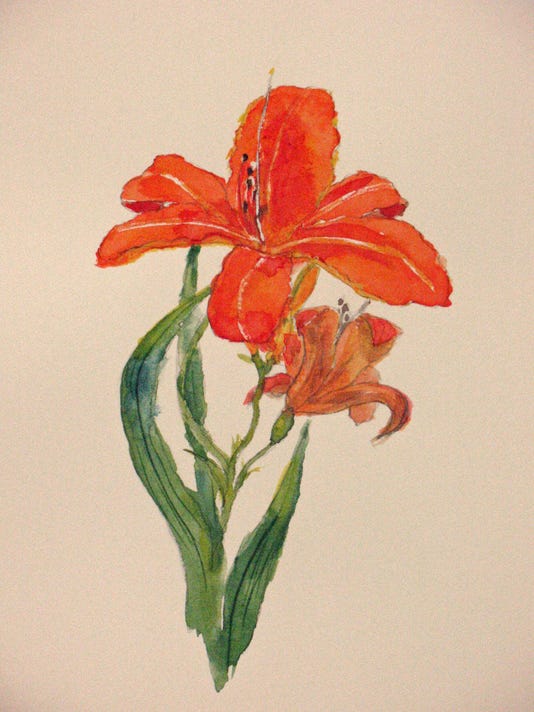 Nature Journal The Joys Of Daylilies