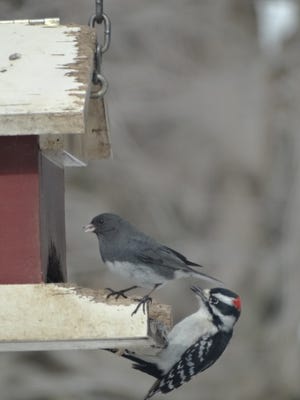A variety of birds, including a downy woodpecker, enjoys black oil sunflower seeds at a Chester bird feeder.