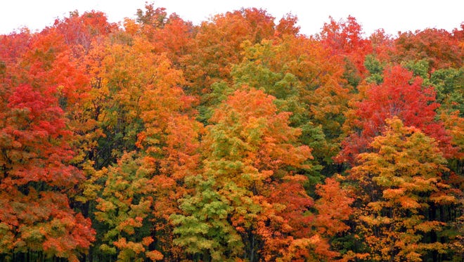 Michigan fall foliage