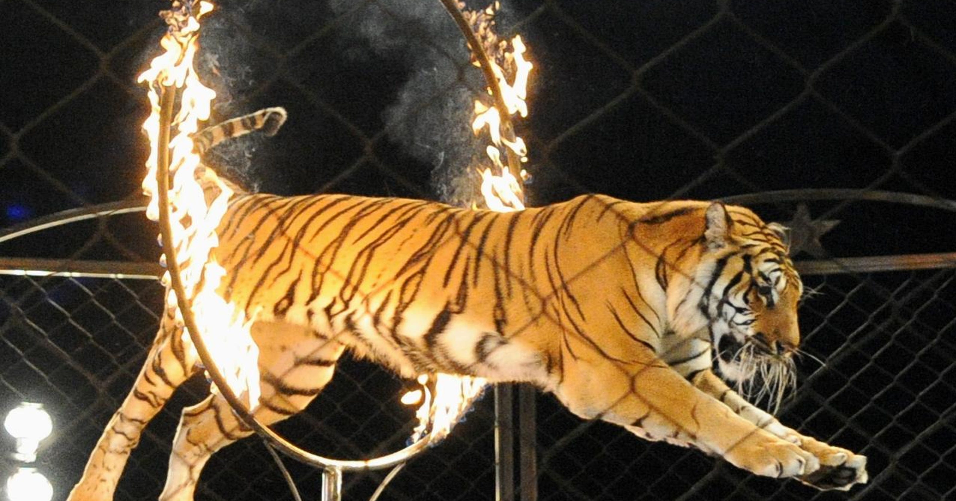 LETTER: Wild animal shows should be banned
