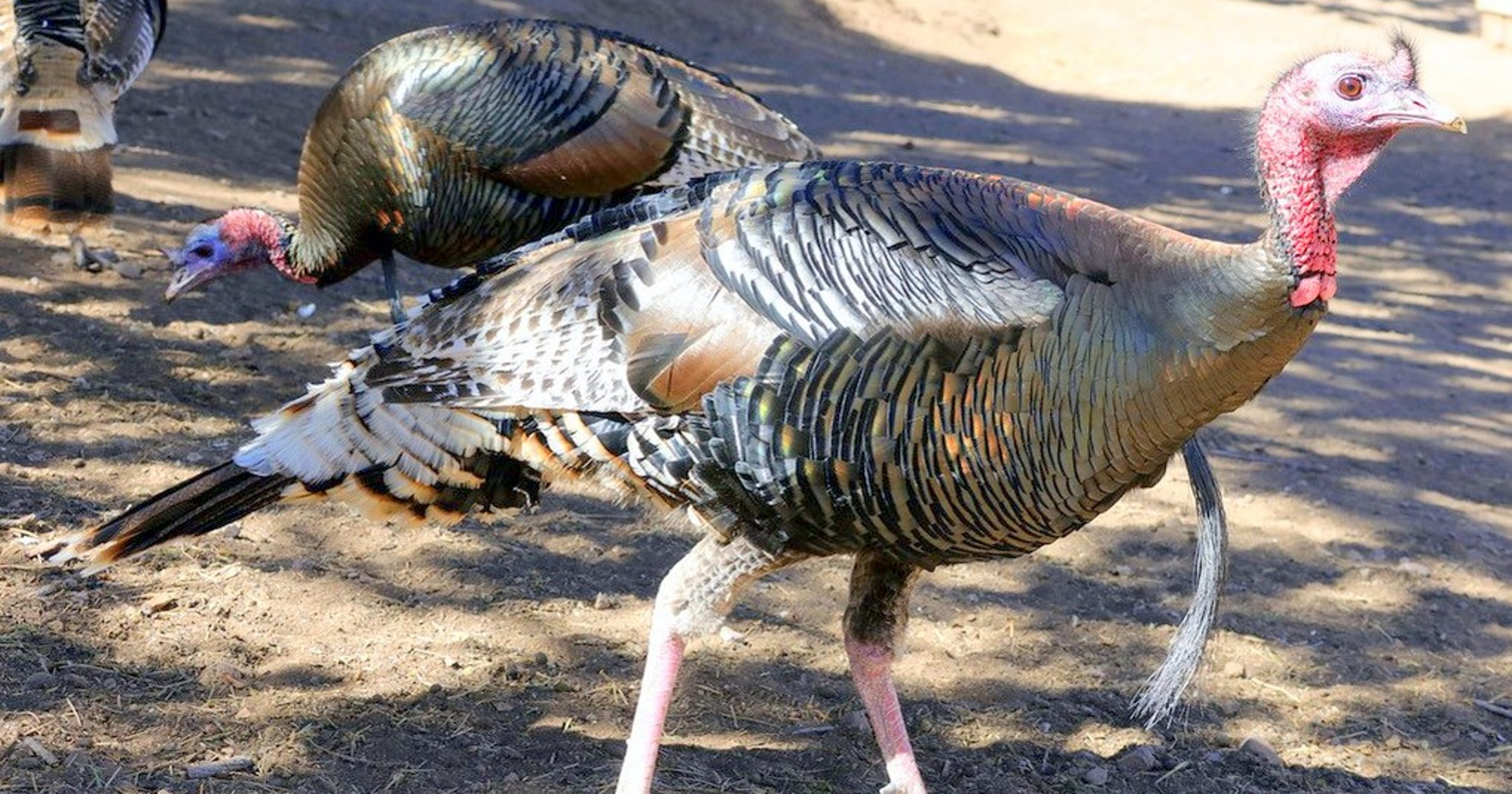 Outdoors: Wild turkeys made a Thanksgiving comeback