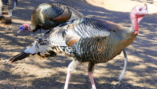 The long legs of a wild turkey might surprise some viwers.