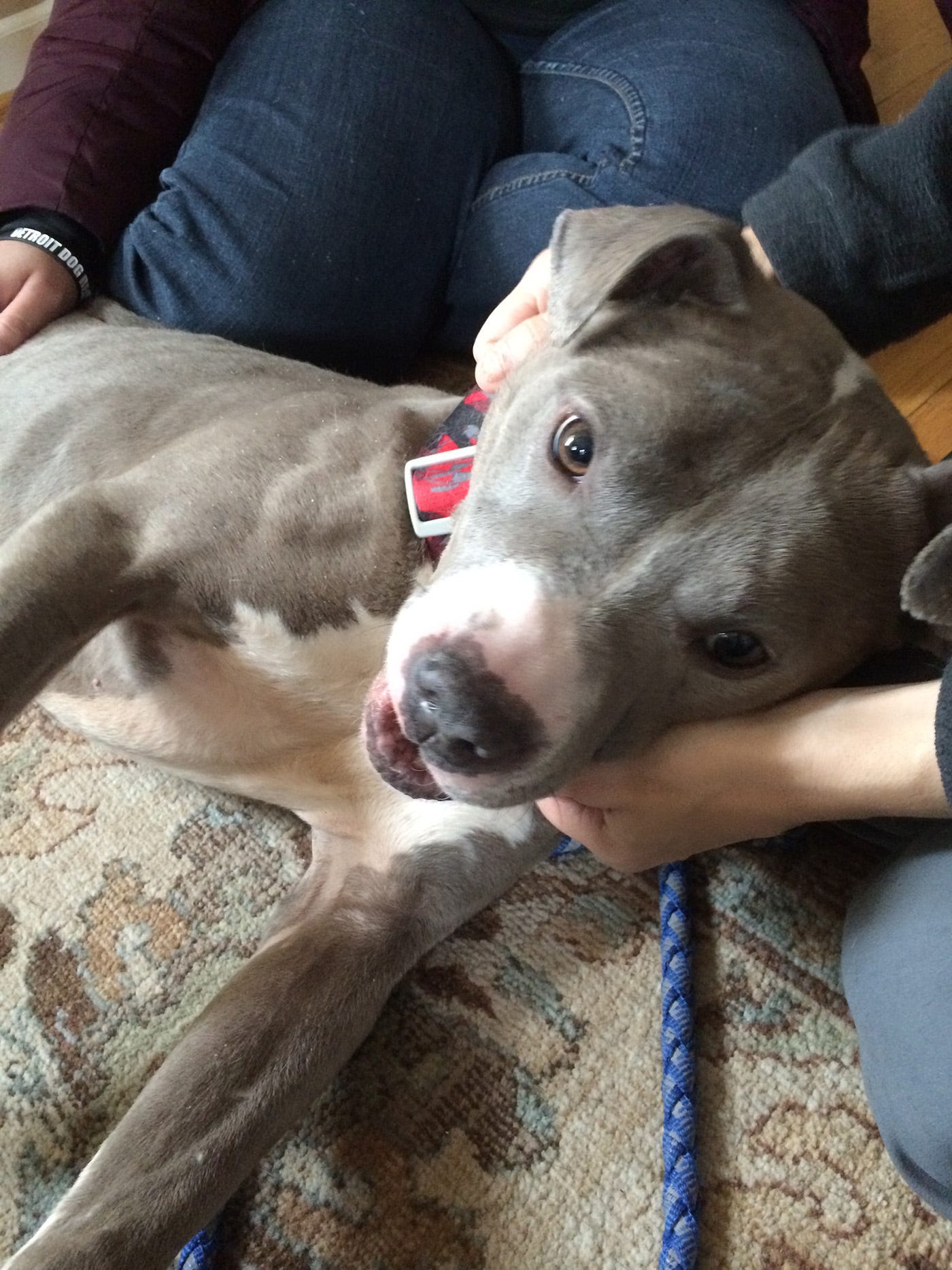Dual-sex dog\u0026#39;s owner is attorney in Mich. same-sex marriage case