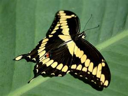 Giant Swallow Tail Butterfly 80