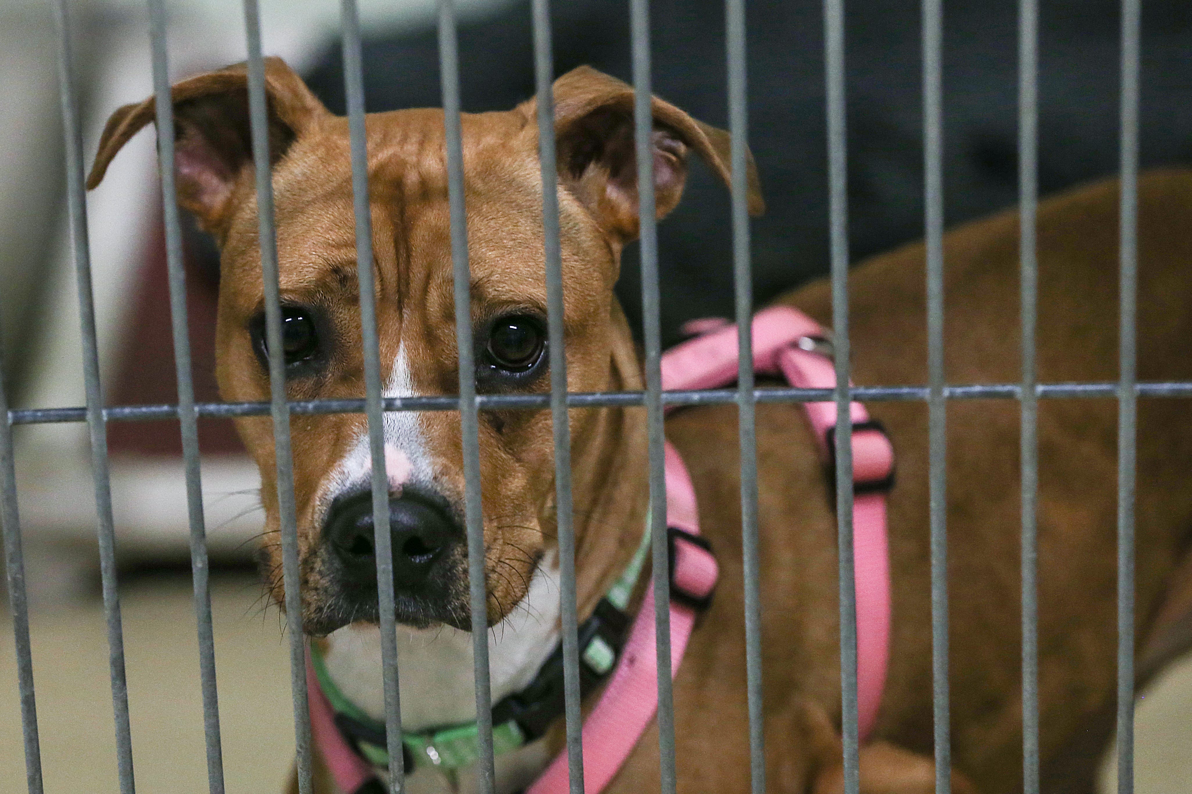 local humane society near me