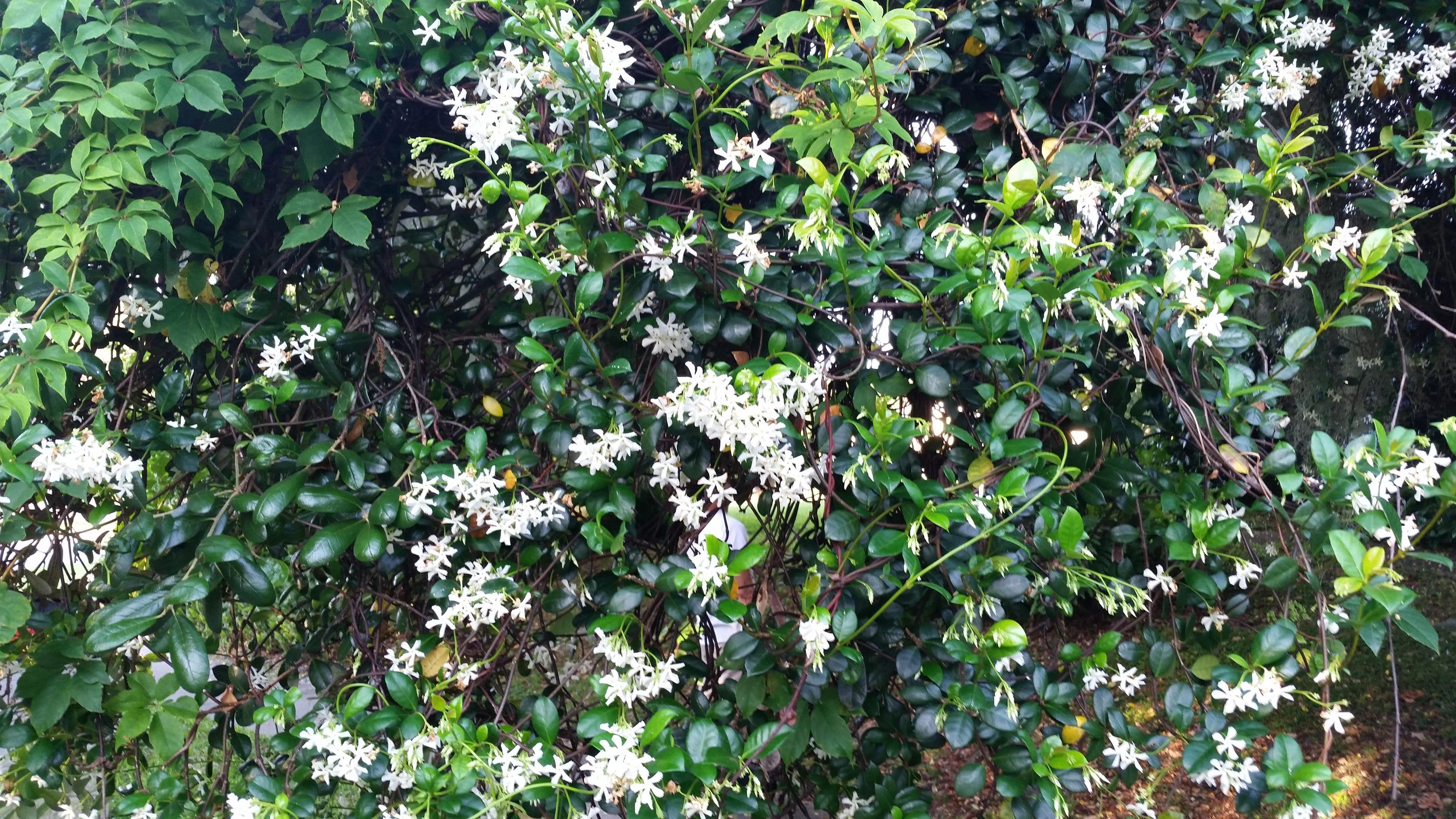 11 fragrant plants to add to your garden