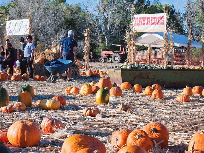 The pumpkin patch at Ferrari Farms.