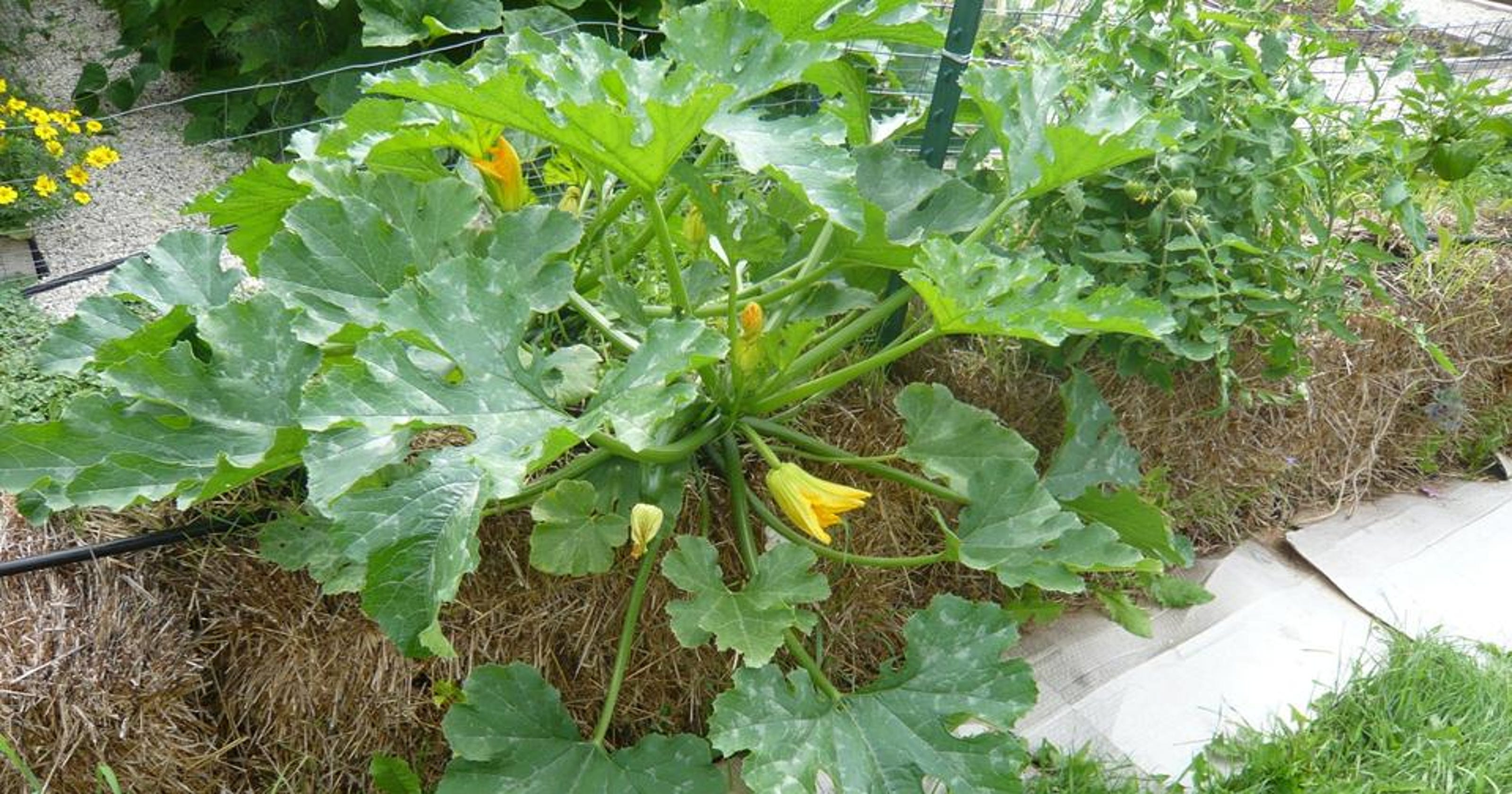 for garden portability try