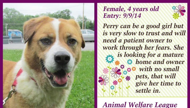 Perry is available for adoption at Animal Welfare League.