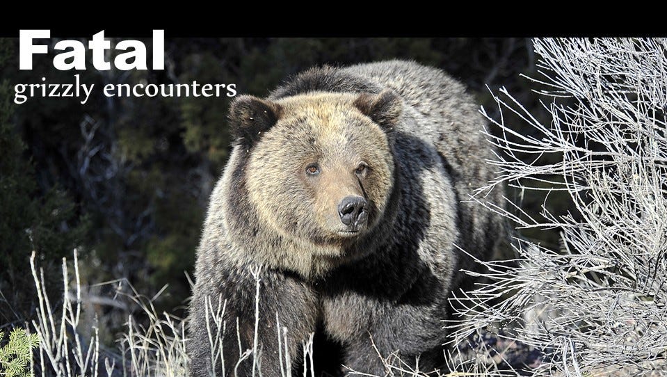 After Near Extinction Montana S Grizzly Bear Population Has Rebounded