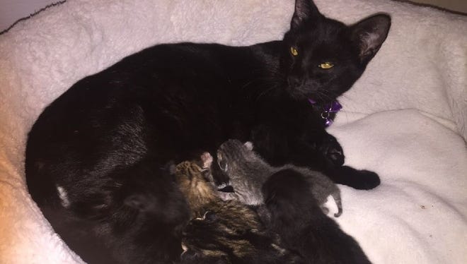 Momma Mia cares for her new family of eight kittens.