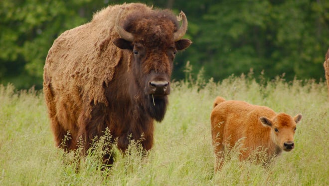 Bison at Lakeview Buffalo Farm in Belgium. About 7,000 bison are now being raised in Wisconsin, with demand growing for bison meat.