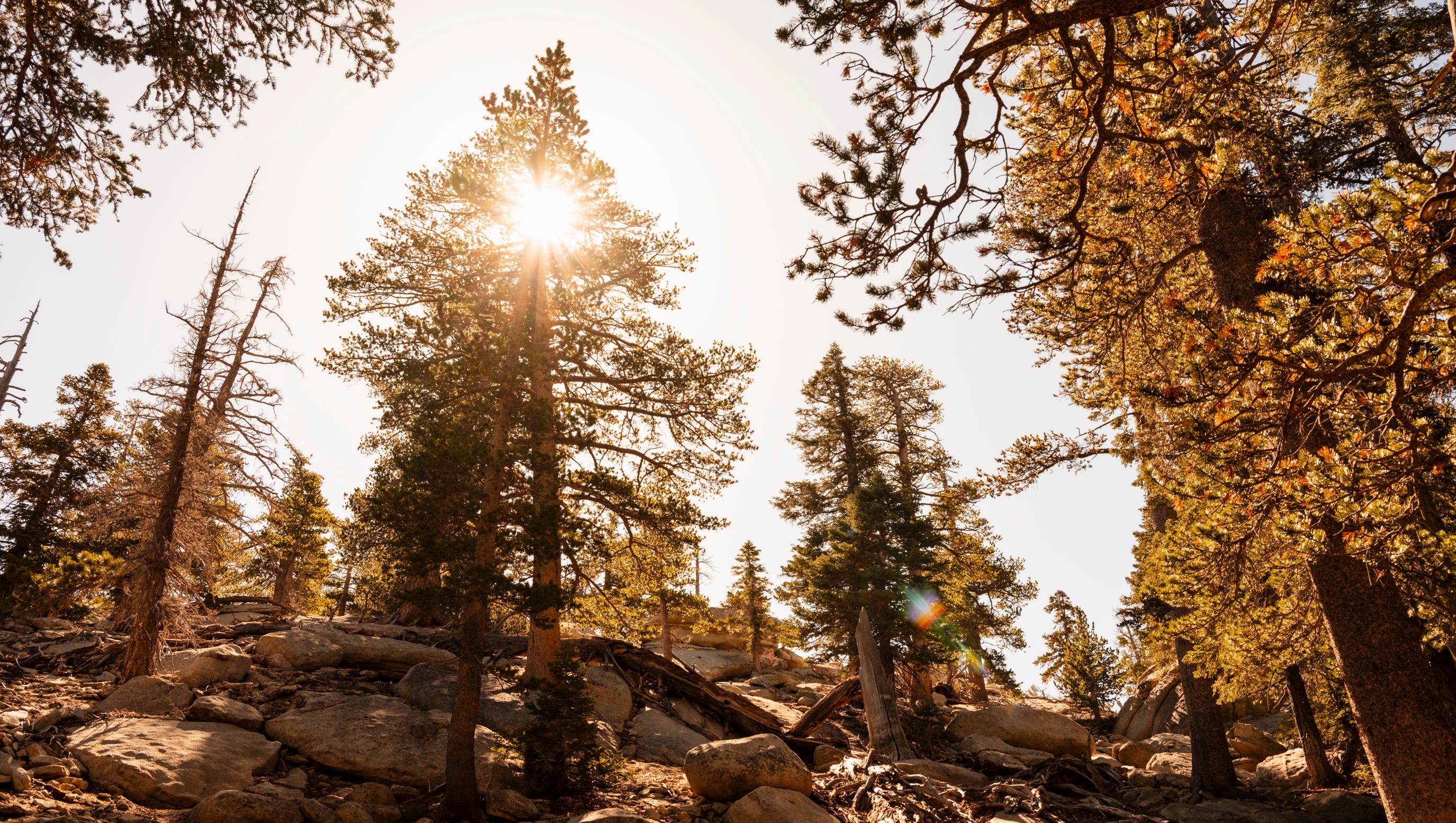California Desert Artists Offer Poetry Prose Essays On Beauty