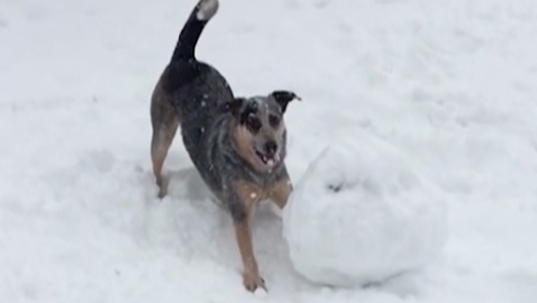 Dog gets crafty making snowballs