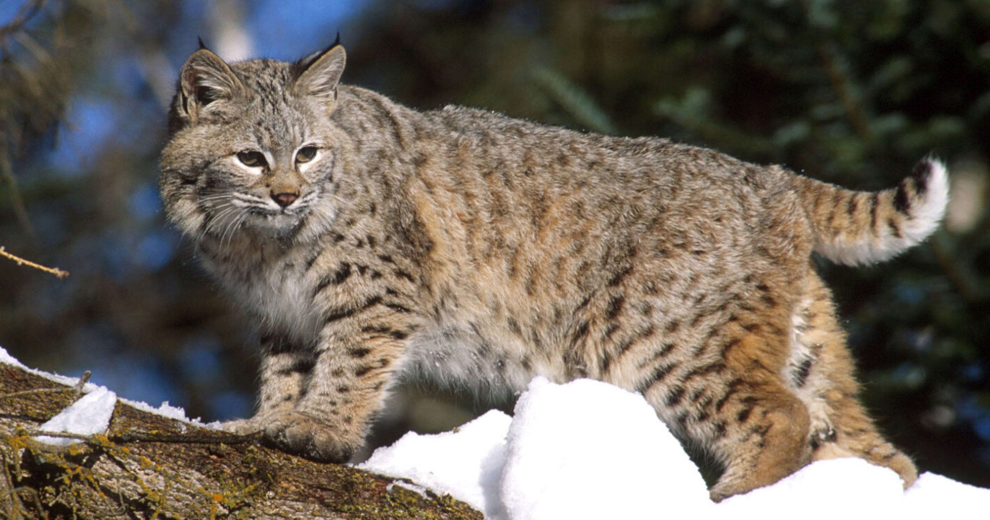 Bobcat sightings on the increase in Ohio