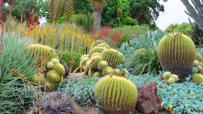 Discover some of the most important desert plant collections in the world.